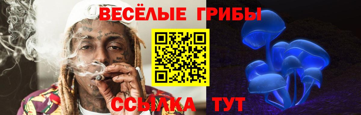 сколько стоит  Дербент  Псилоцибиновые грибы Psilocybe 